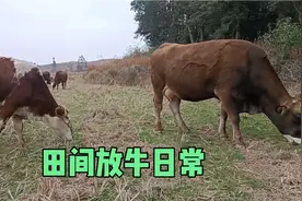 把牛赶到田间吃草，又节省了一天的草料，希望牛能够吃饱。视频封面