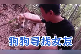 小伙帮狗狗寻找怀孕的女友