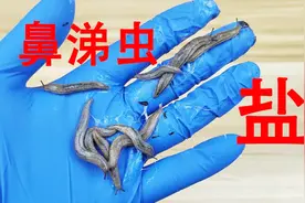 往“鼻涕虫”身上撒一点盐，给鼻涕虫擤鼻涕！