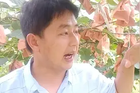 四川弥猴桃技术员，弥猴桃的水肥管理很重要，这四点施肥很重要！视频封面