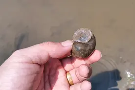 田螺是产完籽死掉还是老死？田螺的寿命有多长？有没有网友知道的视频封面