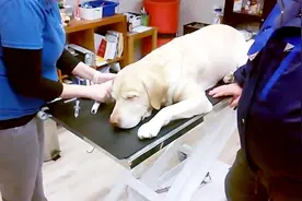军犬退役后如何处理，美国这种做法太残忍，与我国形成对比视频封面