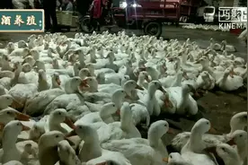 今天3.3元一斤大白鸭，8元一斤青头鸭