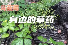 身边的草药（230），乌蔹莓，清热利湿解毒消肿的草药