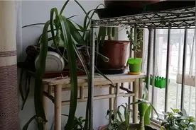 虎眼万年青修剪一下，长的更好，叶子晾干。一举两得