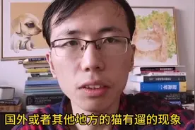 兽医陈满福普及为何不建议遛猫～