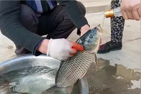 两条三斤重的大鲤鱼，喝了10块钱的二锅头，看看会咋样？视频封面
