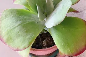 多肉唐印叶片耷拉，怎么办？看看怎么处理根系不好的多肉视频封面