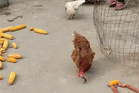 实拍：老母鸡生吞老鼠，分分钟的事，长见识了