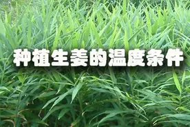 种植生姜的温度条件