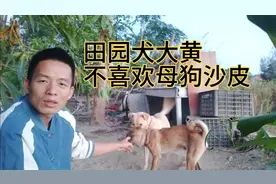 鸡佬的田园犬大黄和带有马犬基因的母狗沙皮，今天能否配对成功？