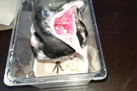 托朋友花190帮忙买的头窝喜鹊，吃完就拉屎，就是一个造粪的机器