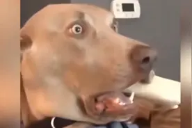 千万不要带狗狗看恐怖片
因为你会发现……