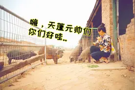 宝畜公子：农场养的大黑猪，听说棕色的是野猪和黑猪的后代？