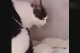 全网最护犊子的猫妈妈，不管是不是自己的宝宝，都要往回带！视频封面