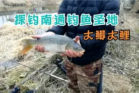 南通钓鱼圣地，鱼情非常暴躁，贴着草边打窝，鲫鱼连杆不停