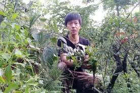 看养花小伙把柿子树嫁接金弹子视频封面