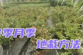 月季大苗冬季地栽种植时间和方法，土层不上冻随时可移栽视频封面