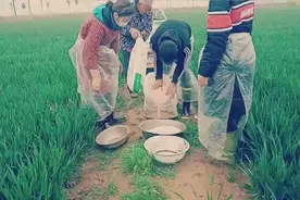 下雨了，农民朋友们这样撒化肥，10亩地一会搞定，效率真高！