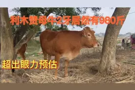 利木赞母牛2牙980斤，超出眼力估算。