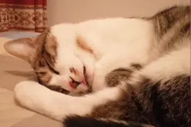 喵星人睡觉时候嘴还不停的动，主人:做梦吃好吃的了？？