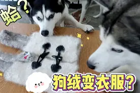 狗绒变大衣 这届铲屎官厉害了！视频封面