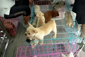 逛中原鬼市，偶遇极品法斗，狗狗品相还不错，价格为啥都这么高？