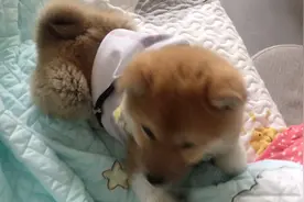 vlog☀️柴犬•火星妹 狗的使命视频封面