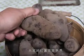 紫薯发芽了还能吃吗，吃了会怎么样？怎么避免紫薯发芽视频封面
