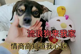 流浪狗来我家8个月，看它待遇多高？把它当宝宝养了！幸福哦