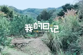 消肿止痛、眼睛肿痛、蚊虫叮咬，这种草药效果极佳，你不妨试试！