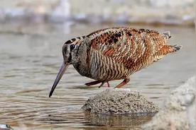 走两步退一步，边退边走这个鸟很奇怪呀！请看红外监控实拍6视频封面