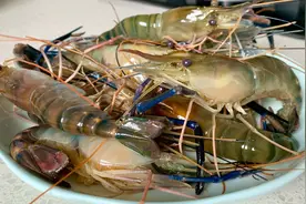 怪不得酒店做白灼虾那么好吃，原来诀窍在这里，出锅鲜甜又Q弹。视频封面