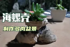 吃剩下的海螺壳不要扔，可以制作漂亮的多肉盆景 ，多肉不烂根！