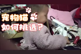 猪宝宝想睡觉了赶拍拍玩视频封面