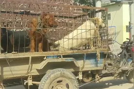 农村狗市：一车子漂亮的狗狗10块大洋一斤，太可惜了视频封面