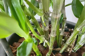 静姐说花560: 高芽这么摘，几种不同状态的石斛高芽视频封面