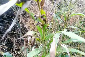 打碗子，右叫尿珠子，