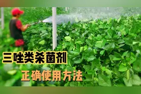 三唑类杀菌剂使用面广，可有效防治多种真菌病害，教你正确使用