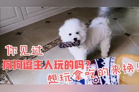 成精的狗子逗主人，要想玩玩具拿吃的换，没有吃的不要烦我，太精视频封面