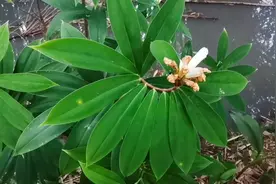 这是闭鞘姜，观赏药用都很高的植物，尤其对妇科很好，很少人知道