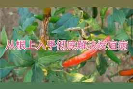 炭疽病危害十分严重！从根上入手彻底解决炭疽病！