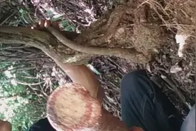 一种截口带血色的藤，根部看起来很不赖，能上盆吗视频封面