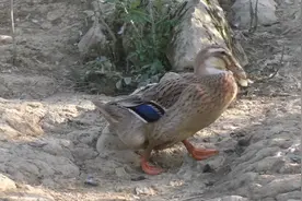 这三种药专治鸭子缩头、拉绿色水样便，养鸭的朋友值得收藏