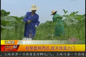 江陵县：秋葵套种西瓜，敲开致富之门视频封面