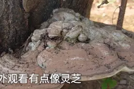 一棵死掉的老树下，长了一个形状似灵芝的菌类，但颜色不对