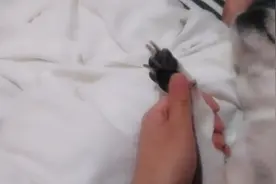 谢丑丑是个有22个指头的狗狗