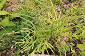 止血生肌“井口边草”，很多地方都有长，不知道原来是个好东西。