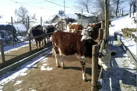 农村养殖专业合作社怎么办，有啥好处？养牛有补贴吗？全都告诉你视频封面