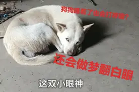 小白狗睡着了翻白眼还打呼噜，被主人强行叫醒后一脸懵圈，太逗了视频封面